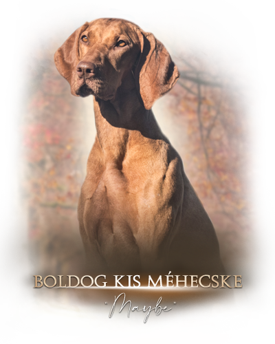 ikonka